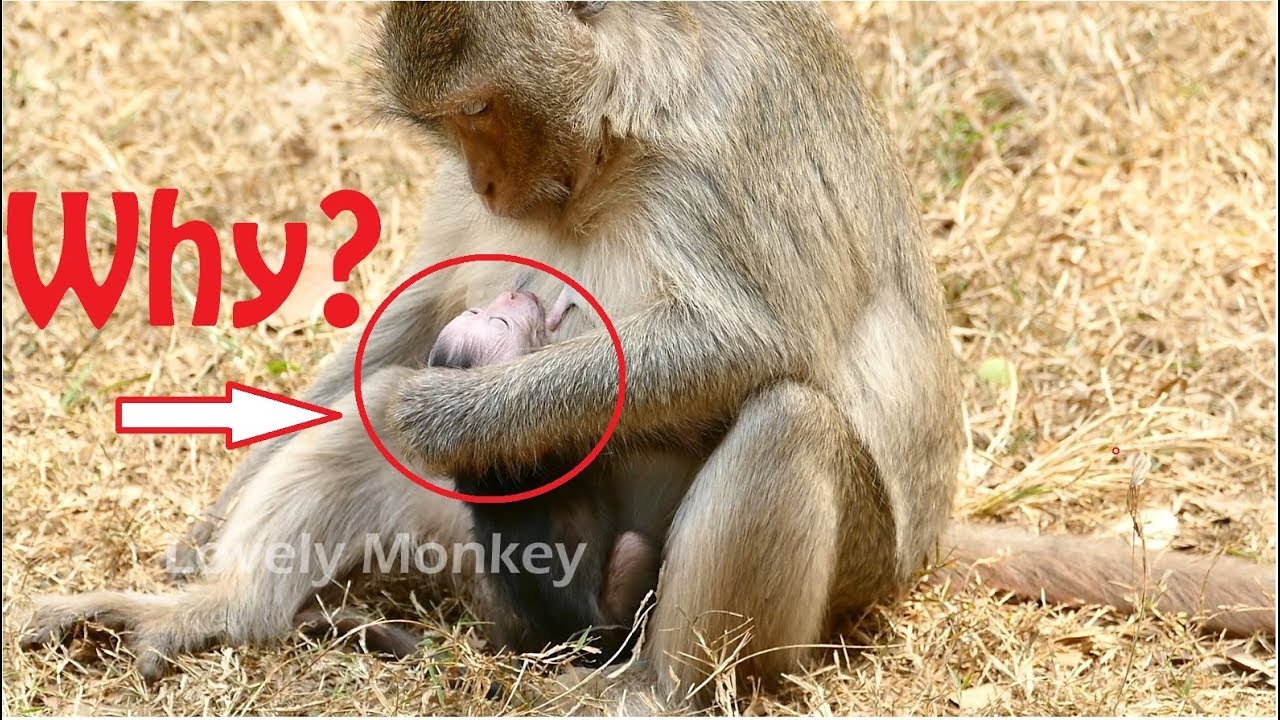 Broken Heart! Unbelievable Mom Elsa Weaning Hit Her Newborn Baby Without Reason.
