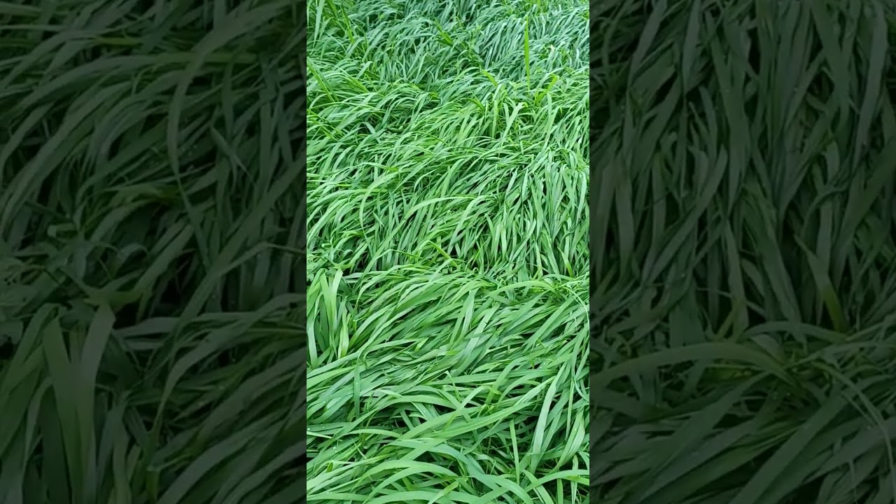 BRS Tamani com 60 dias de plantado.Otimo capim para ovinos.