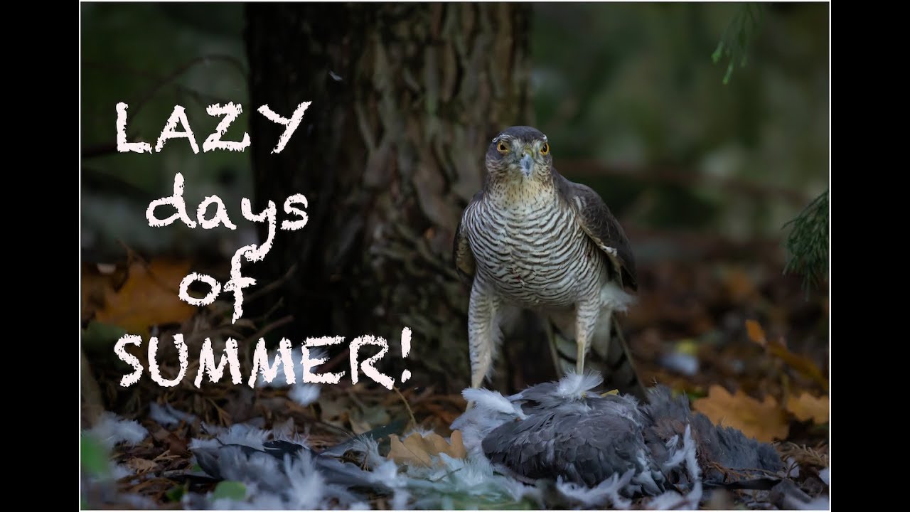 Unbelievable Sparrowhawk footage!!