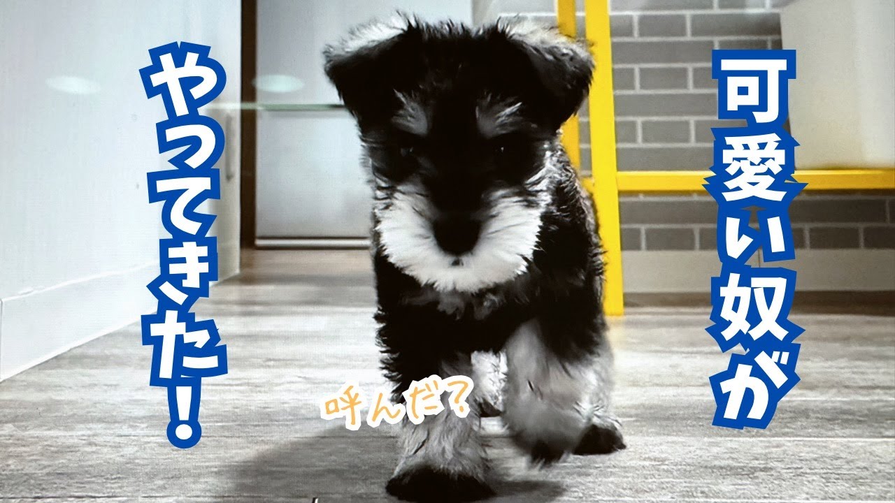 【愛犬と新しい家族】ご報告。とっても可愛い子が我が家にやって来ました！