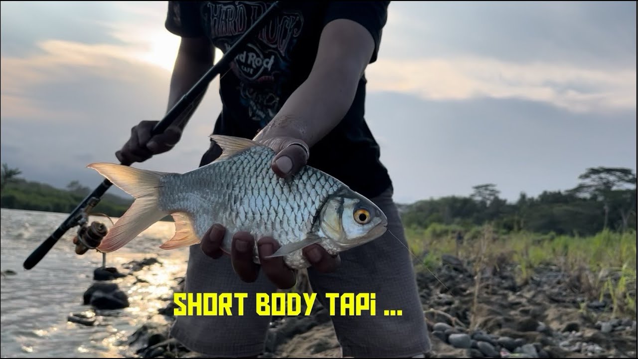 Sungai Progo Arus Deras | Mancing ikan Bader / Tawes Sirip Merah Sungai Progo Yogyakarta