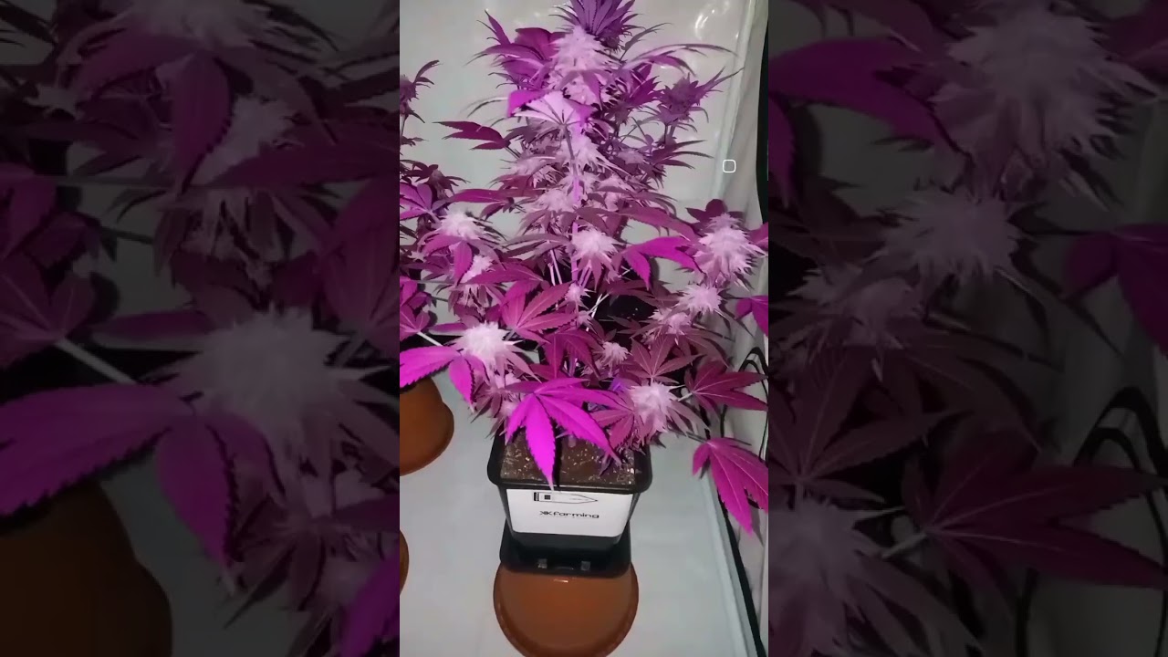 Cannabis in Lila #cannabiswissen #cannabiseducation #cannabiswirkung