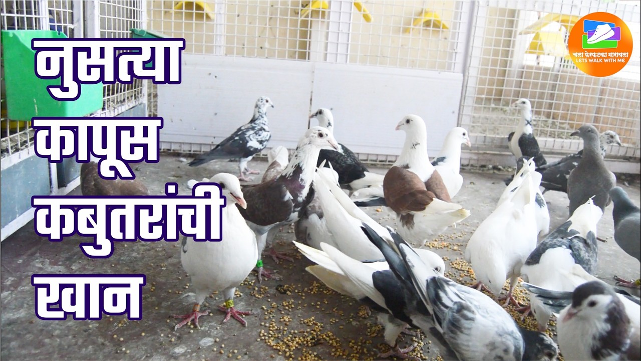नुसत्या कापूस कबुतरांची खान (गणेश कामठे ) Ganesh Kamthe (Urali Kanchan)