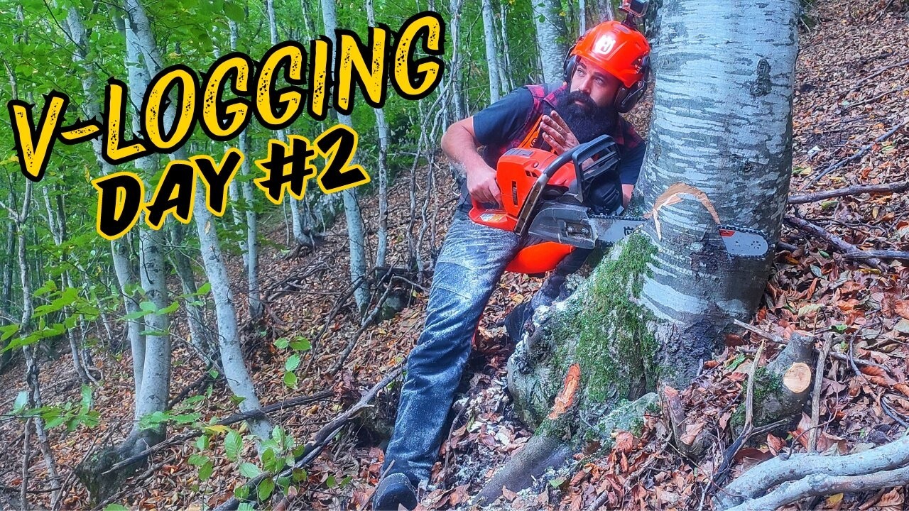 Κρεμασμένο Δέντρο 🌲 Ρίψεις & Τεμαχισμός _ Axehole V-Logging #2 #husqvarna #logging #asmr #satisfying