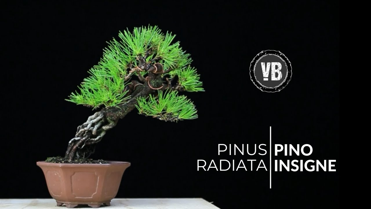 Shohin Bonsai - Pinus radiata