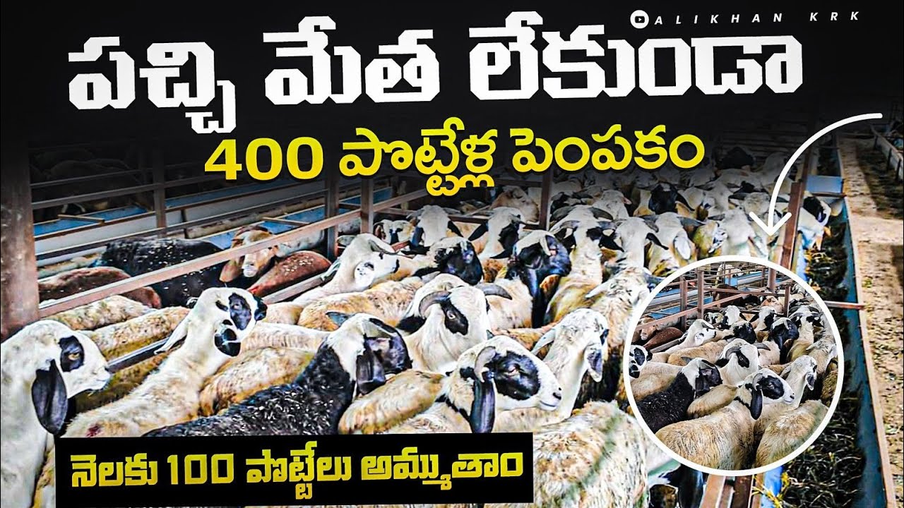 పచ్చి మేతలు లేకుండా 400 పొట్టేళ్ల పెంపకం !! Sheep farming in telugu ALIKHANKRK