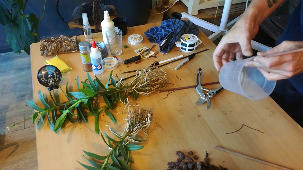 Epidendrum Radicans repot Sunday 28-6-20