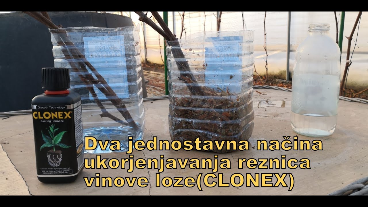 Dva jednostavna nacina ožiljavanja reznica vinove loze｜2 Rooting Methods ｜Grape Vines Propagation