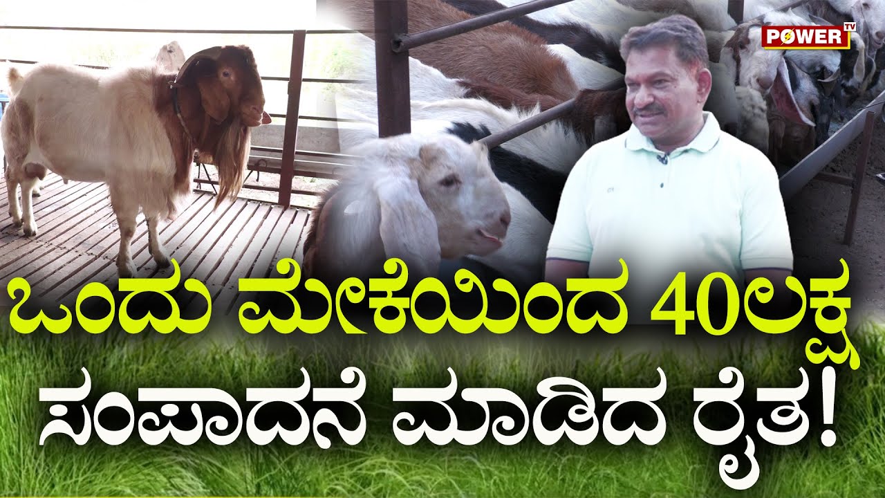 Mannina Maga : ಒಂದು ಮೇಕೆಯಿಂದ  40 ಲಕ್ಷ ಸಂಪಾದನೆ ಮಾಡಿದ ರೈತ!| Mohammad Yadwad | Shindhura | Power TV