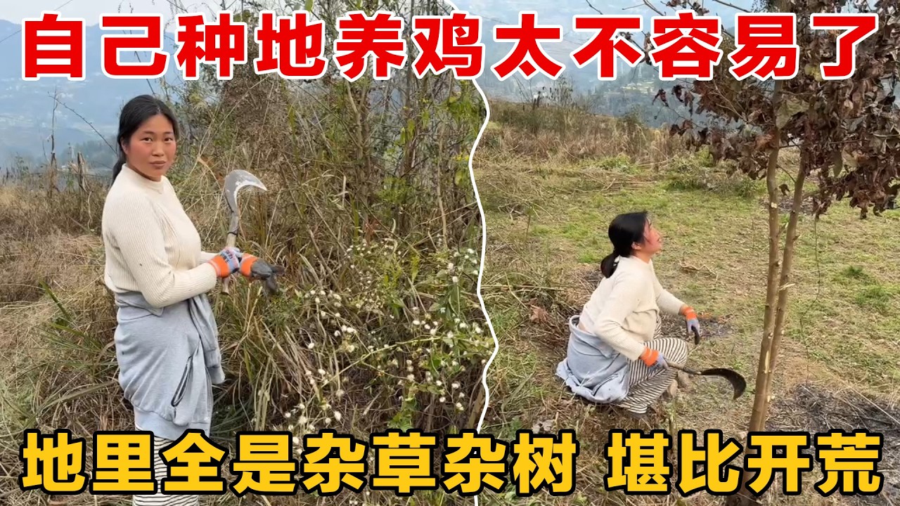 95后夫妻为了养鸡省钱，自己动手种玉米，一年没种的地堪比开荒