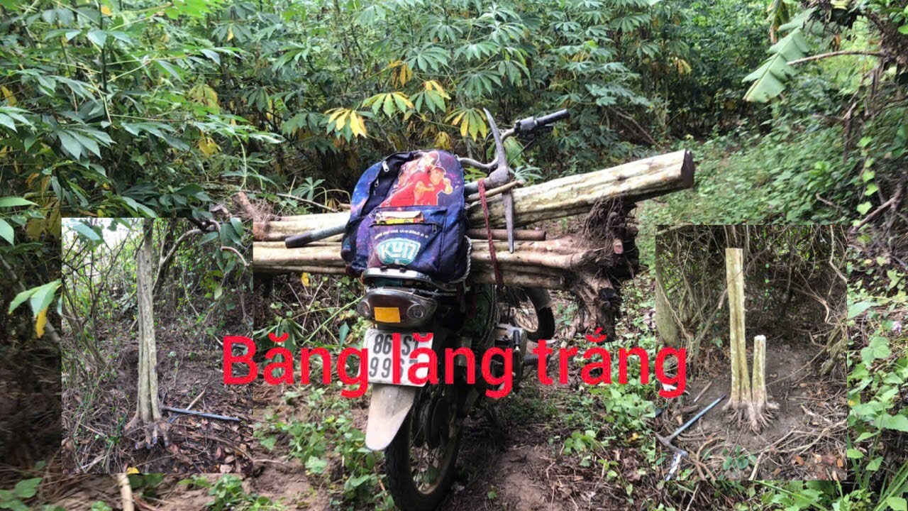 Tập 26 : băng lăng trắng chia sẽ ae gần xa giá trên video ạk