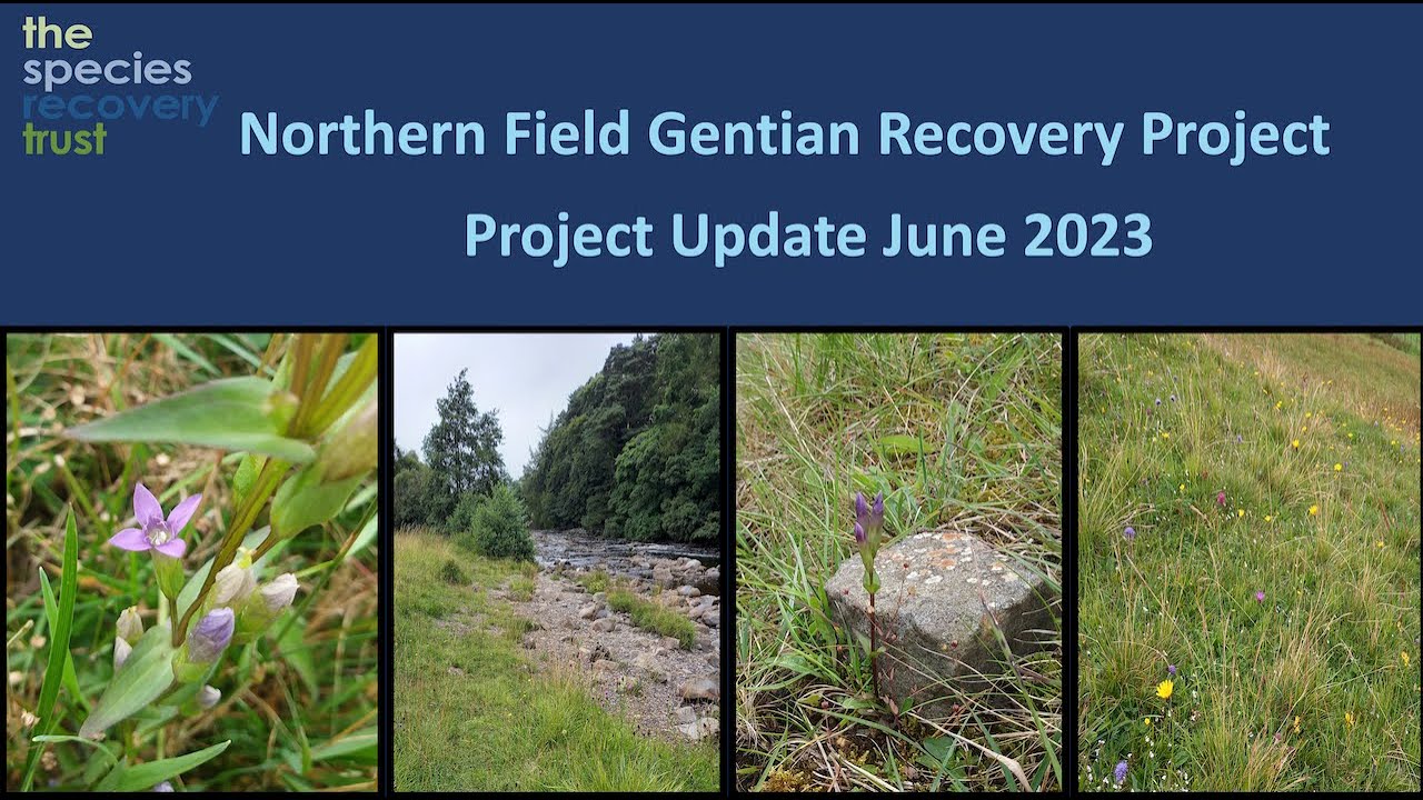 Northern Gentian Project Update 2023