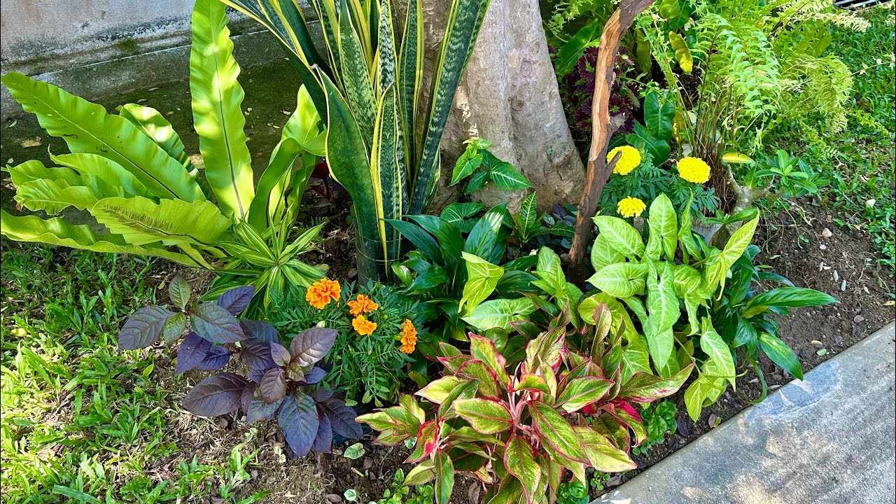 Outdoor Garden, Malaysia (Dec 2024)