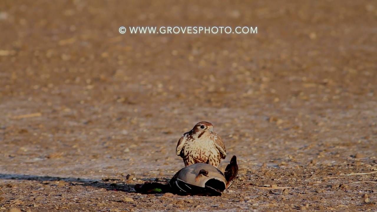 Prairie Falcon takes out a drake mallard