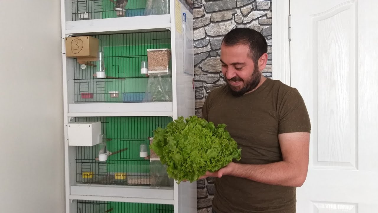 #societyfinch #bengallese #bird  bengal ispinozlarına yeşillik verilir mi? ^ faydası nedir?
