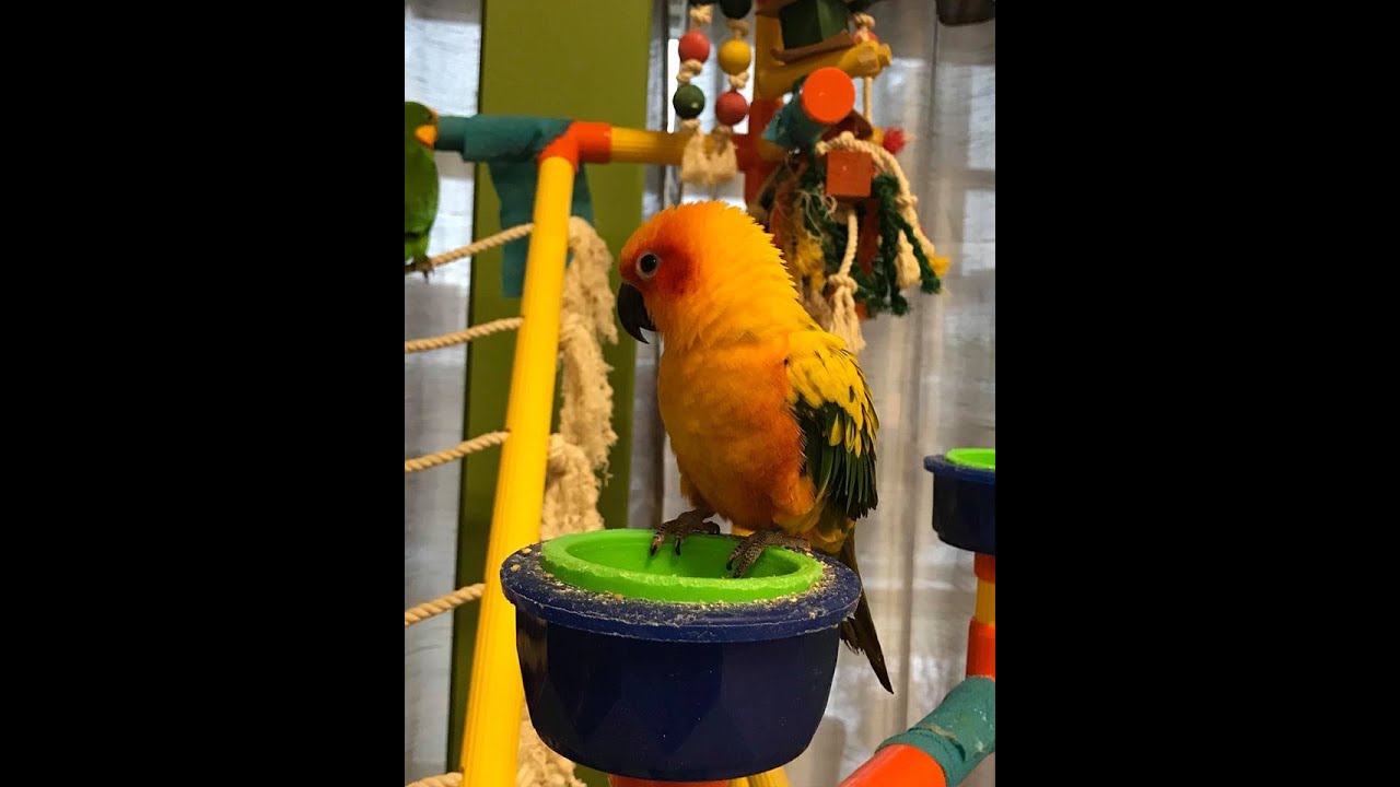 Présentation des Conure Soleil et Conure à joues vertes - Facebook Live