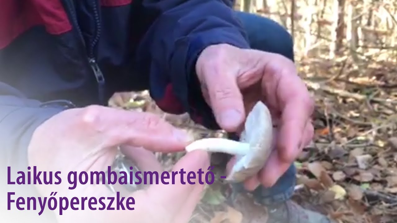 Laikus gombaismertető-Fenyőpereszke - Az elveszett természettudás útja