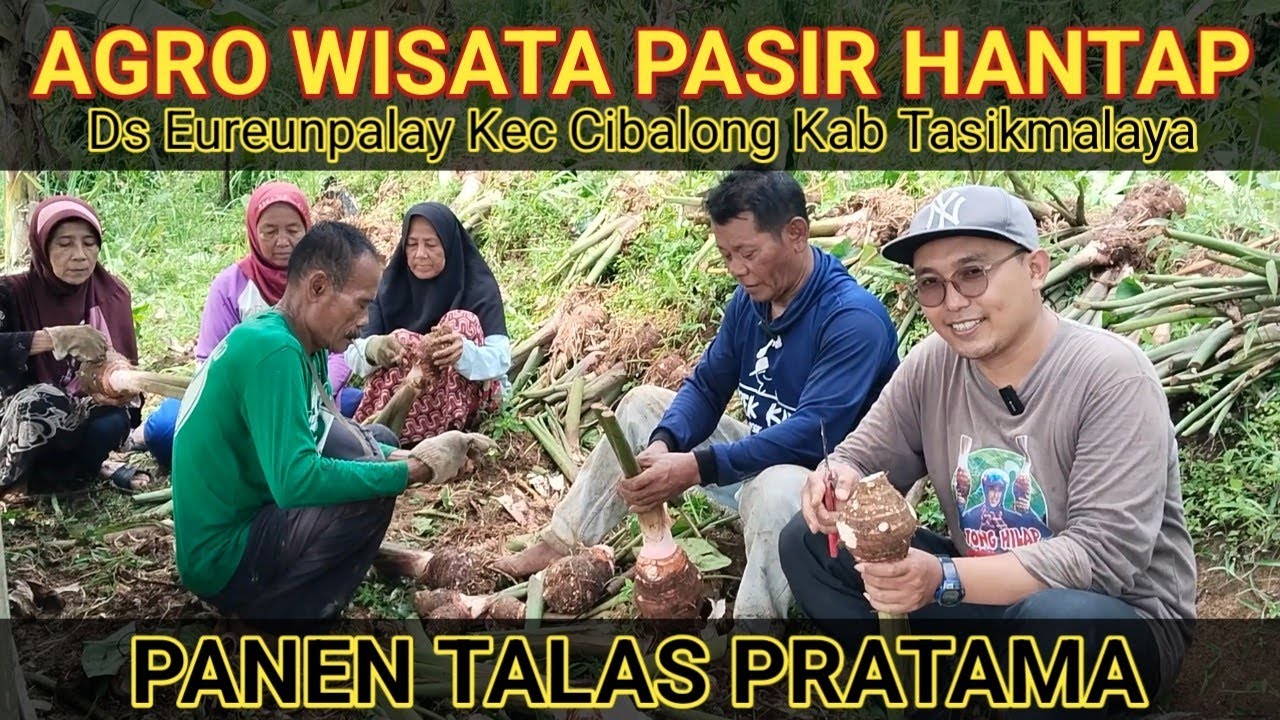 PANEN TALAS PRATAMA DI AGRO WISATA PASIR HANTAP DESA EUREUNPALAY, CIBALONG, TASIKMALAYA. 