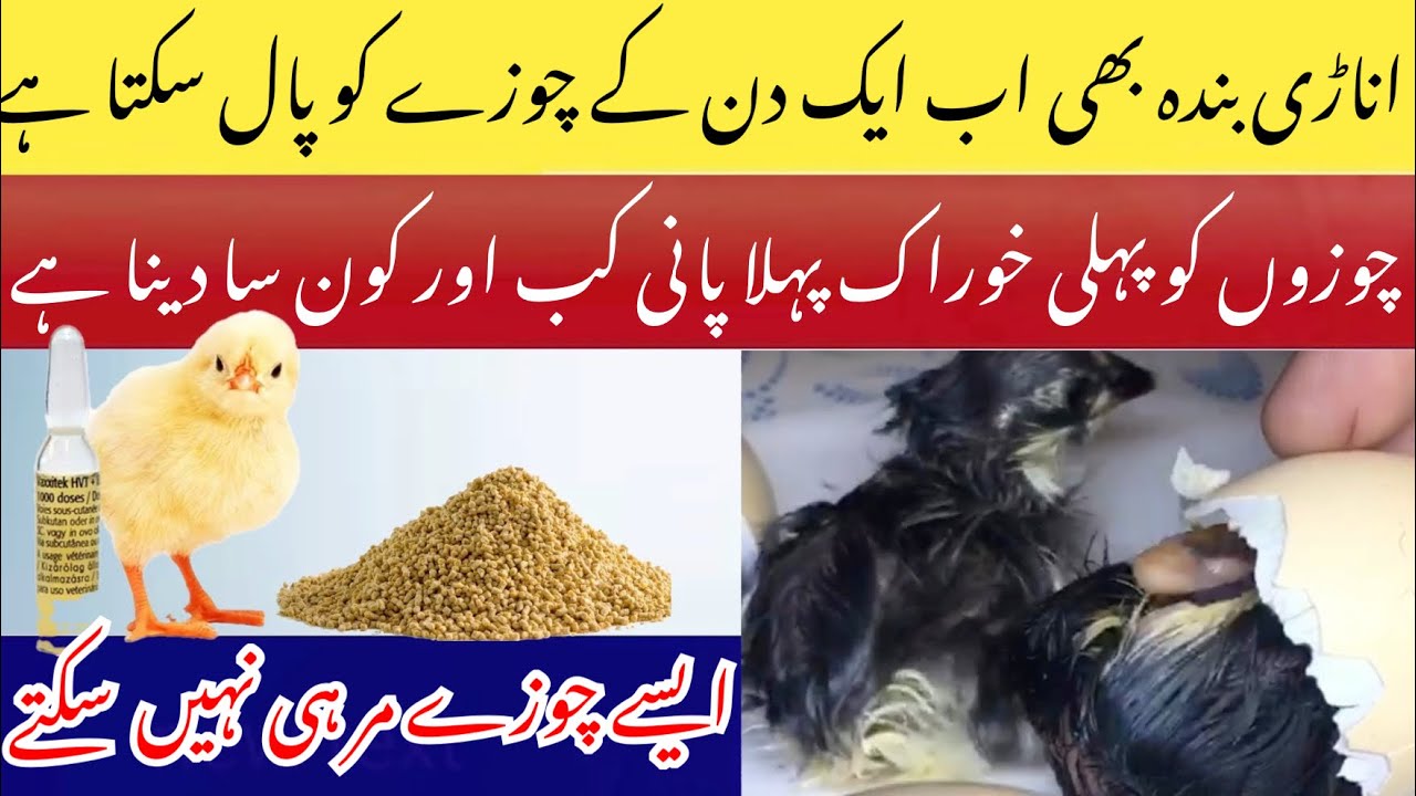 چھوٹے چوزوں کو کیسے پالے How to care a baby chicks