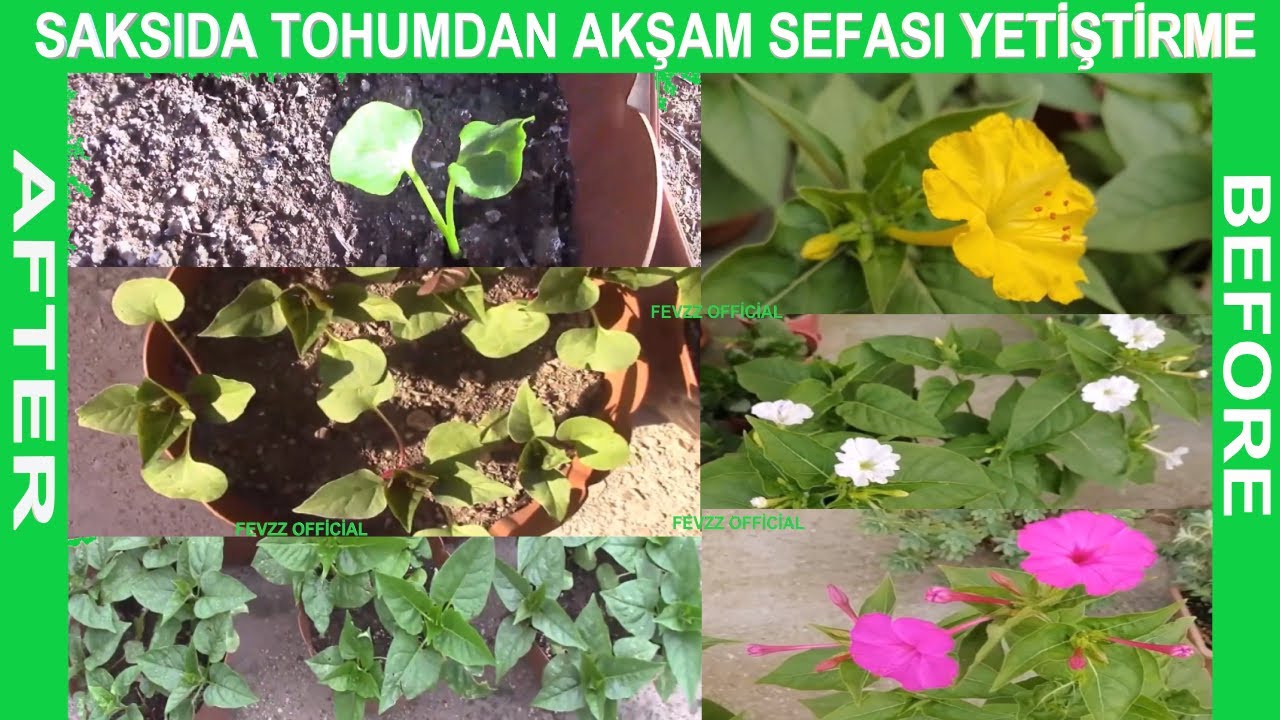 Saksıda Tohumdan Akşam Sefası (Mirabilis Jalapa) Yetiştirme