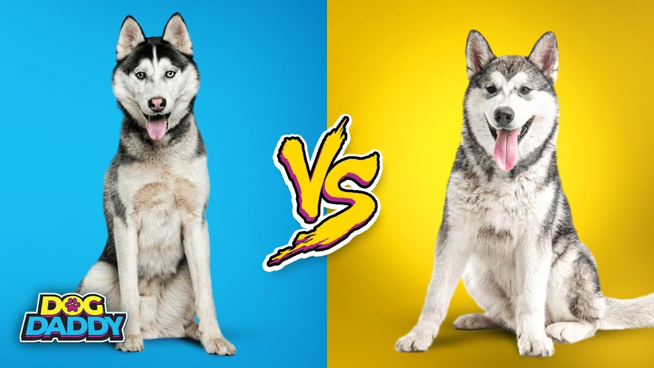 Siberian Husky vs. Alaskan Malamute | Which Breed Is Better For You?