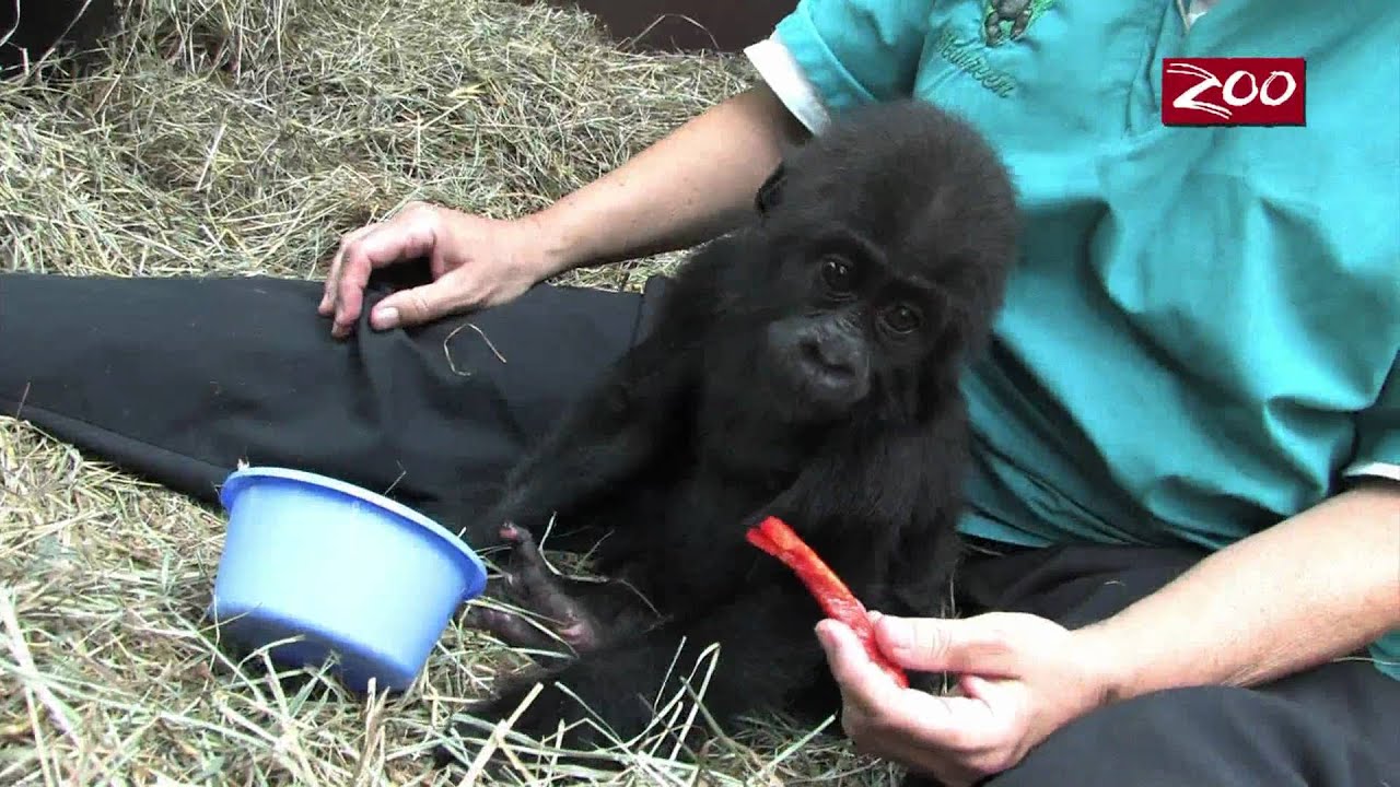 Baby Gorilla 