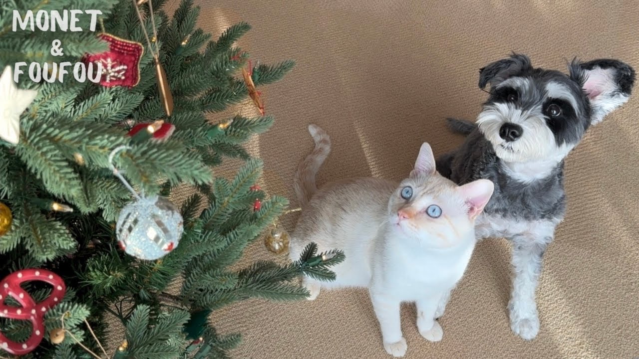 クリスマスツリー出したとたん はしゃぐ犬と猫がこちら🎄