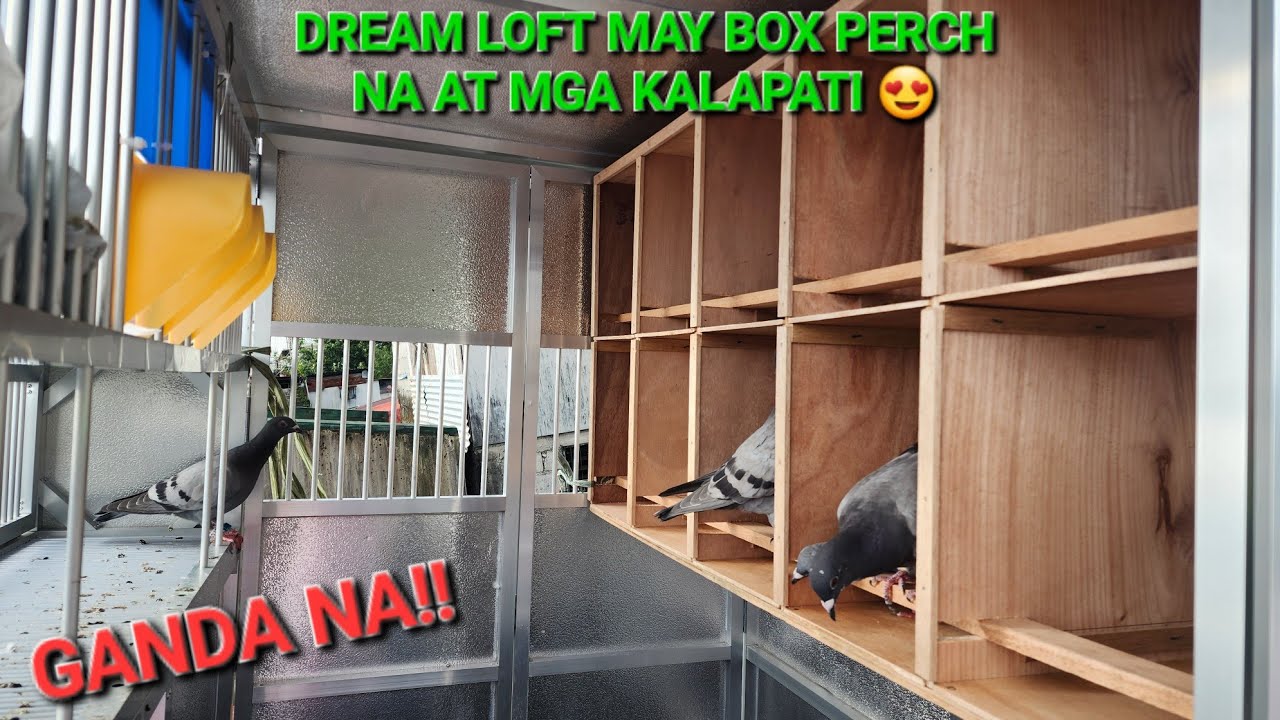 MINI DREAM LOFT NILAGYAN KUNA NG PERCH AT KALAPATI. TUWANG TUWA SILA