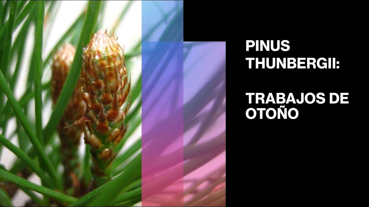 PINUS THUNBERGII: TRABAJOS DE OTOÑO