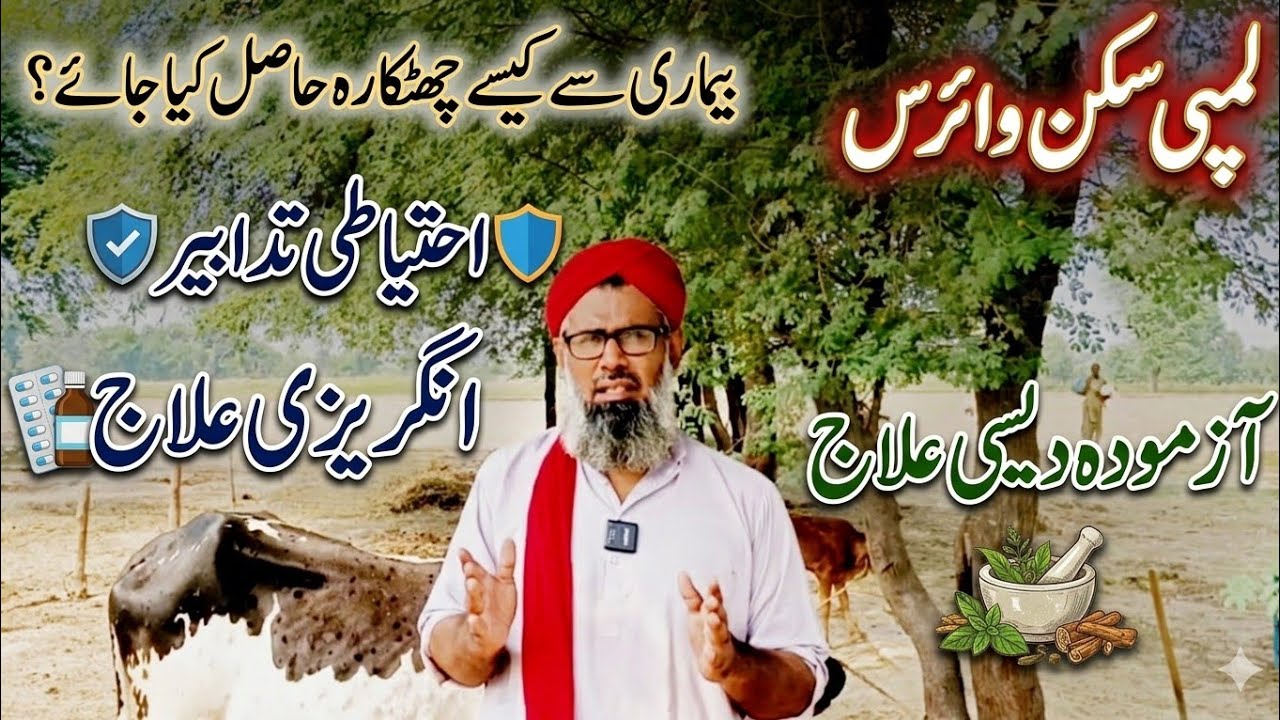 Lumpy Skin Virus ka Ilaj | Desi aur English Treatment Full Detail | Bachao Tips for Cattle