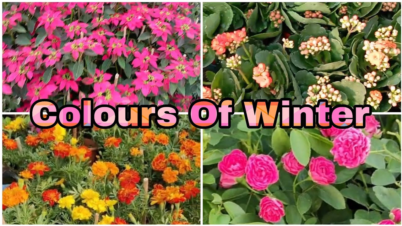 Most beautiful winter season flowers /Most Easy to Grow Winter Flowers / Low maintenance Flowers 