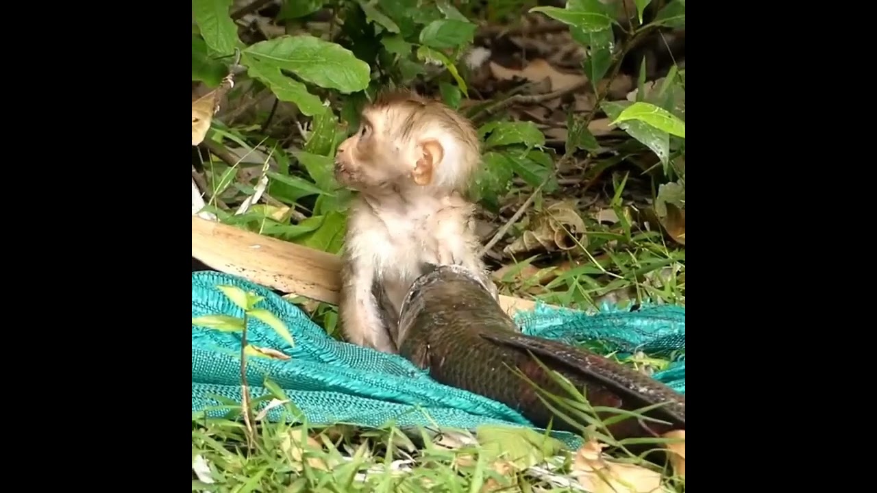Impossible!! how can a snakehead fish eat a baby monkey?