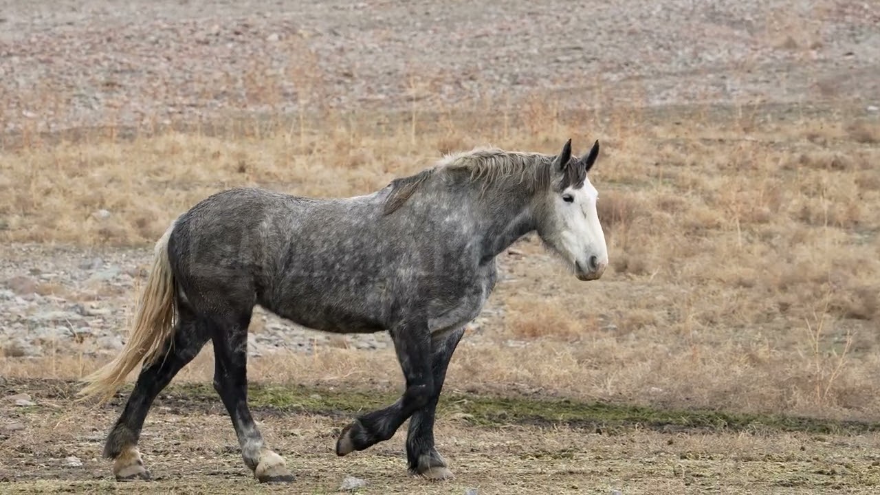 Stock Video - Draft horse walking in slow motion through a field