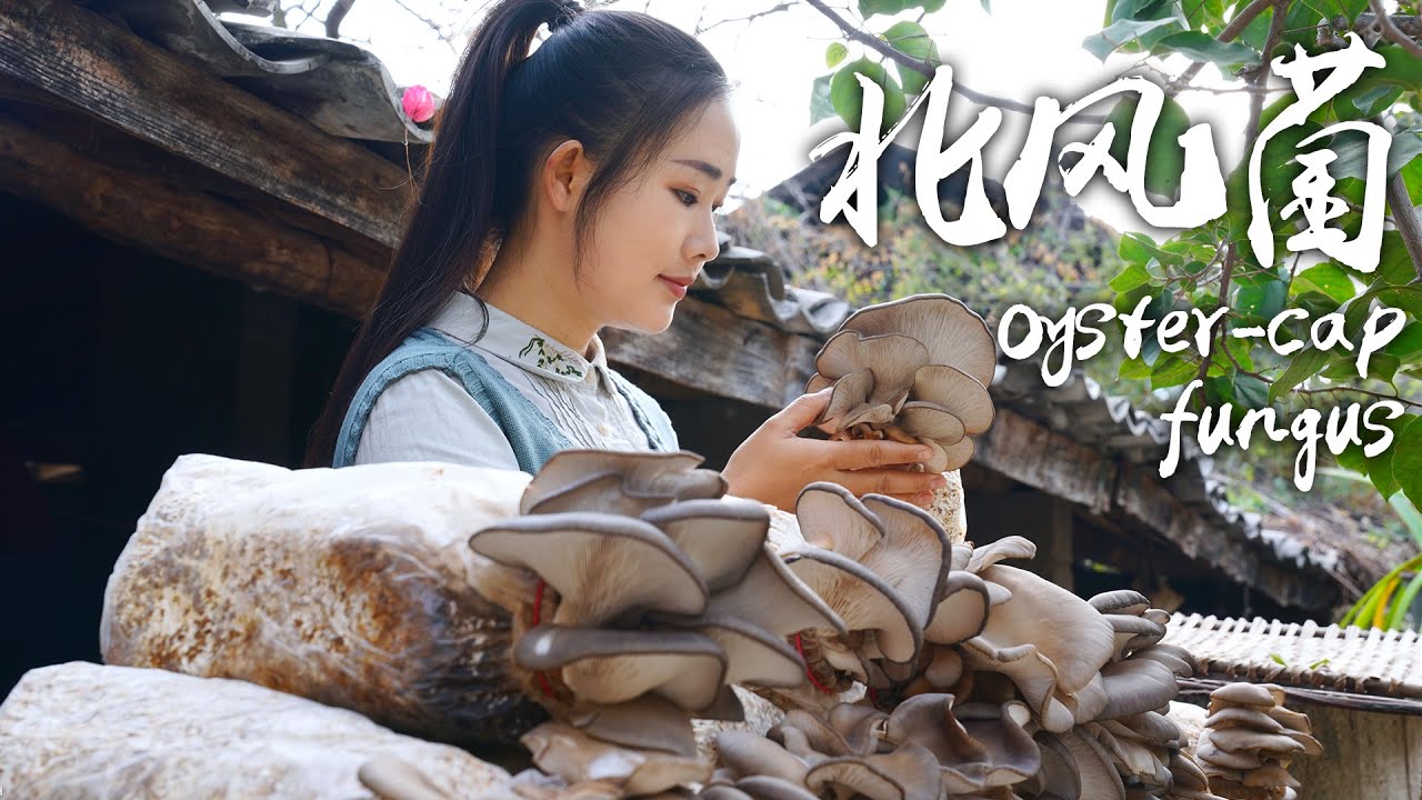 菌子——云南人的“本命菜”【滇西小哥】