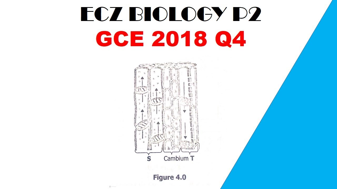 Biology paper 2 || GCE 2018 || Question 4 revision