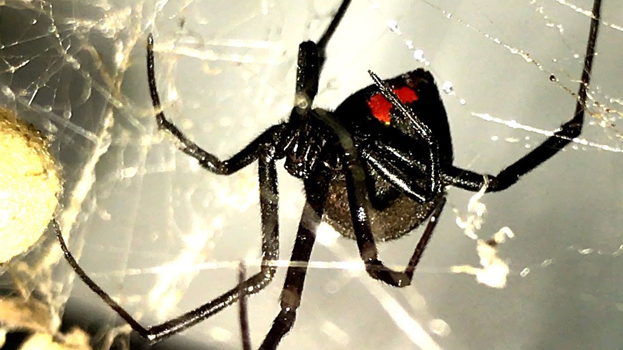 Sneaky Redback Spider Nest & Egg Sac Adaptive Deadly Pest Becomes Ant Food EDUCATIONAL VIDEO