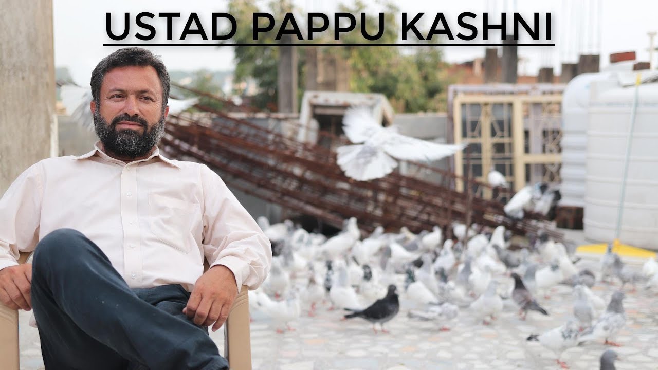 USTAD PAPPU KASHNI KE KABOOTAR. BHAVRE KASHNI JAISE TOP QUAITY PIGEON 9893309772