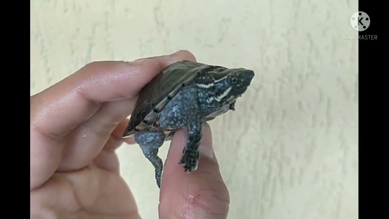Tutte le mie specie di tartarughe d'acqua
