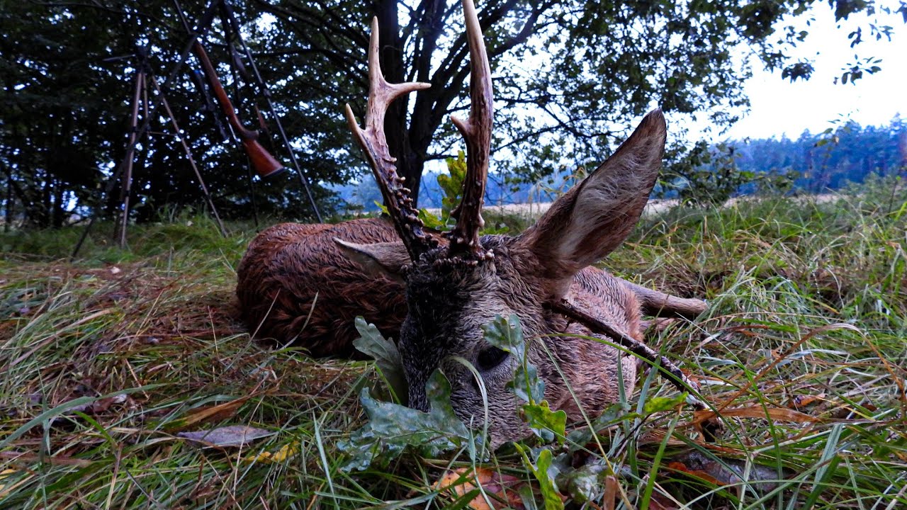 ROEBUCK RUT IN CZECH REPUBLIC w/ Beneda Hunting