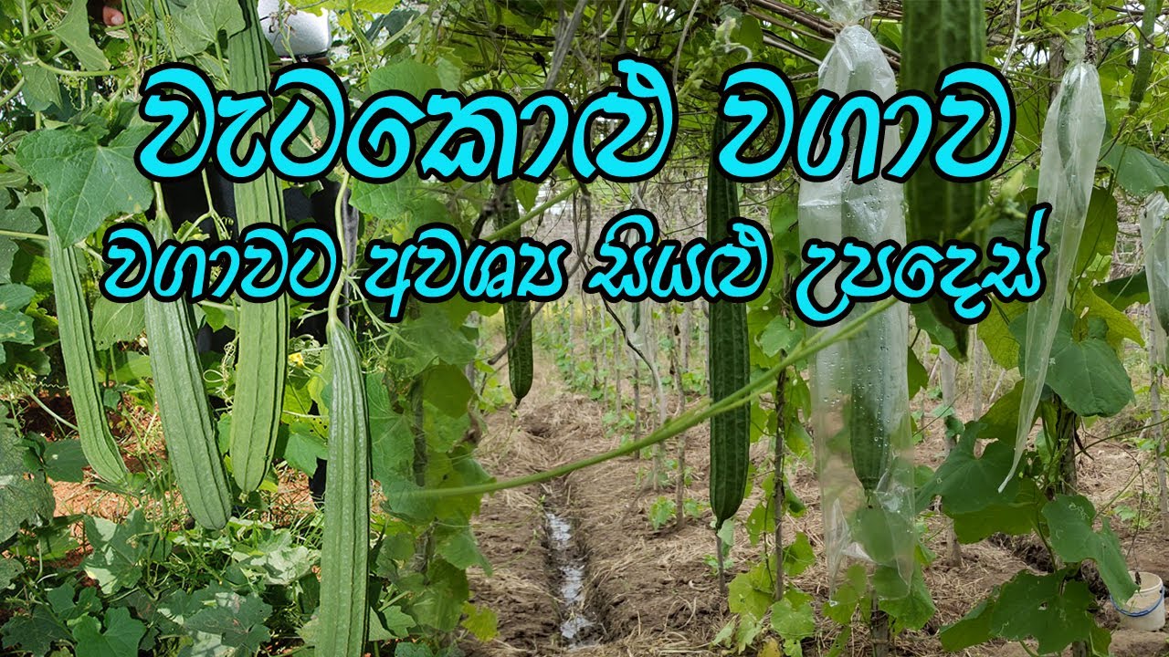 වැටකොළු වගාව වැටකොලු / Ribbed Gourd Cultivation /  wetakolu wagawa / Home gardening gewathu