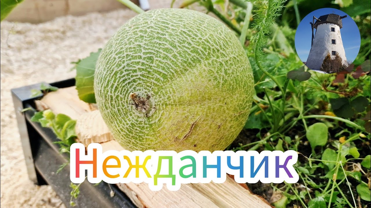 Эстония. Лето убегает. Приятный НЕЖДАНЧИК. Ласточки готовятся улетать.