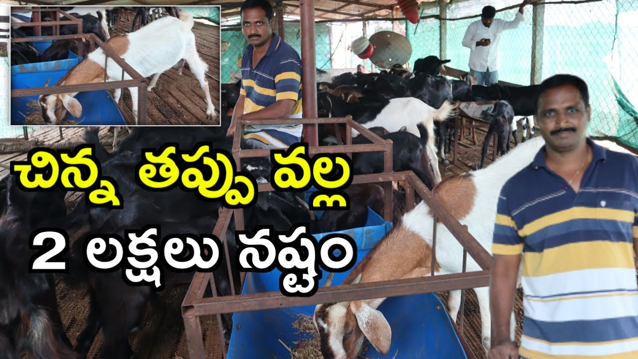 2 లక్షలు నష్టం ASR sheep,goat farm In telugu @MalleshAdla