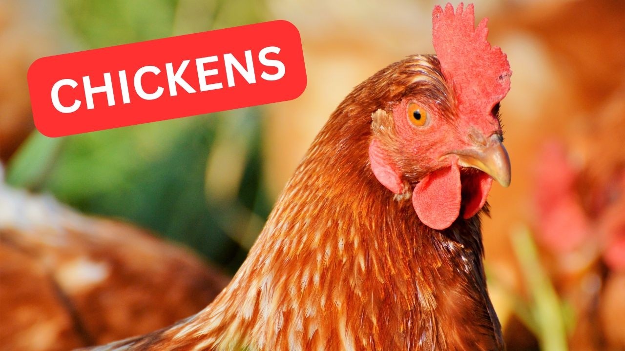 Free-Range Chickens All Day! 2/6/2026 #freerangechickenfarming!