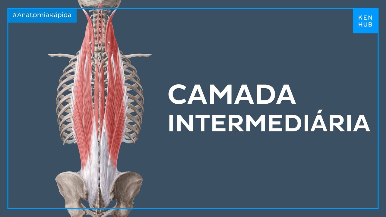 Músculos profundos do dorso: Camada intermediária - Anatomia Fácil | Kenhub