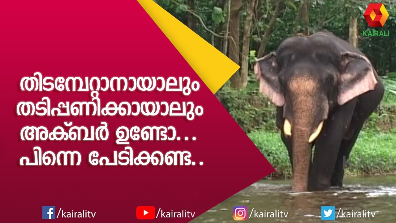 തിടമ്പേറ്റാനായാലും തടിപ്പണിക്കായാലും അക്ബർ ഉണ്ടേൽ പേടിക്കണ്ട | Plathottam Akbar | E4 Elephant
