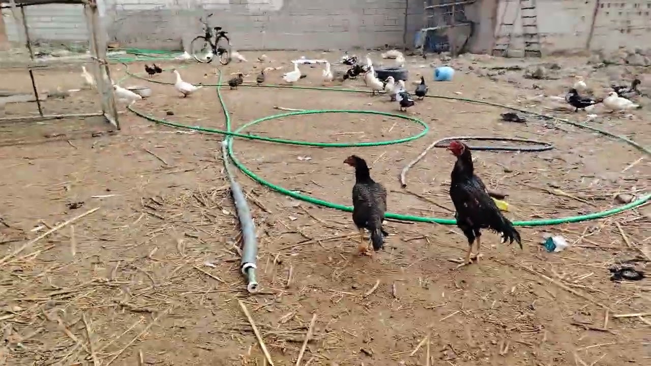 ٣ كانون الثاني، ٢٠٢٦