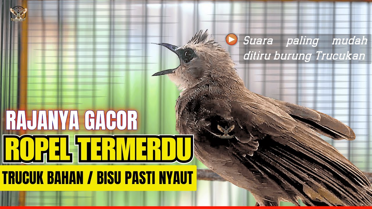 Masteran Trucukan Gacor ROPEL PANJANG Ampuh Untuk Pancingan Trucuk Agar Cepat Menaikkan GACOR