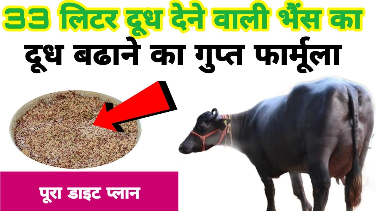 भैंस का दूध बढाने वाला डाइट प्लान अचूक फार्मूला || Milk increasing diet plan of buffalo