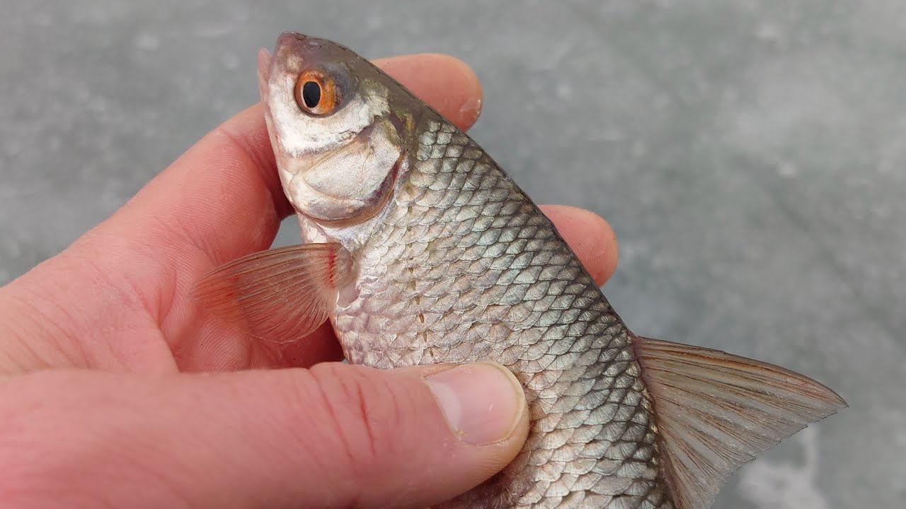 Зимова рибалка