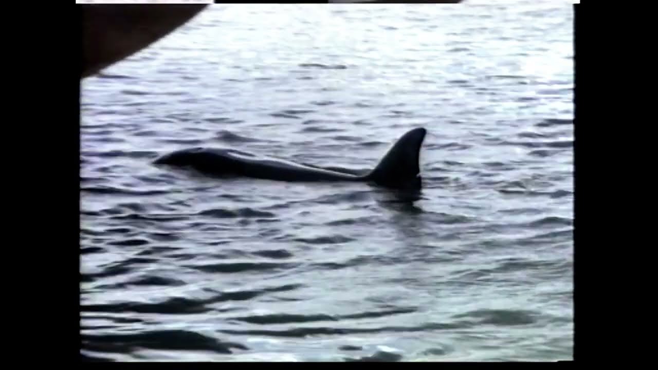 Randers Sommeren - en stemningsvideo - 1990